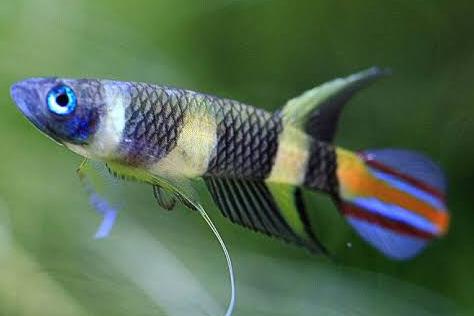 Clown Killifish / Aplocheilus annulatus 15