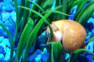 Gold Mystery Snail Thumbnail