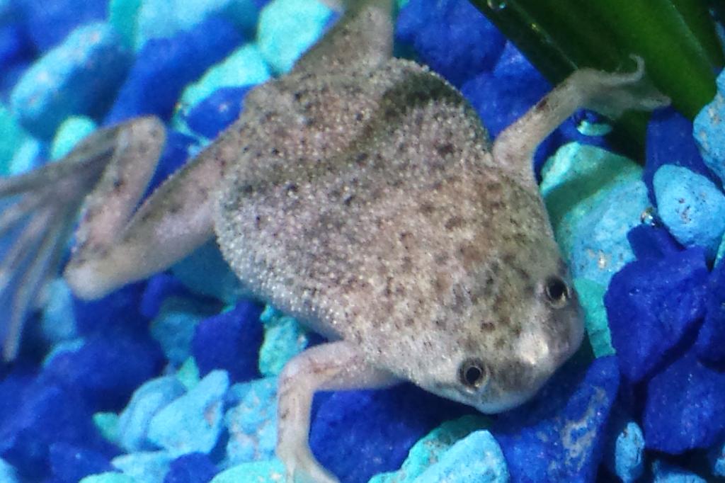 African Dwarf Frog / Hymenochirus boettgeri 94