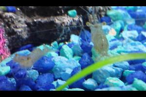 Ghost Shrimp Thumbnail