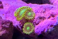 Radioactive Dragon Eye (Zoanthid) Thumbnail