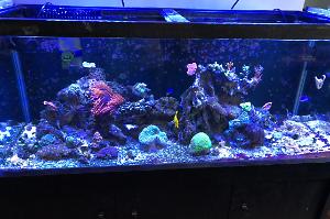 75 Gallon Reef Thumbnail