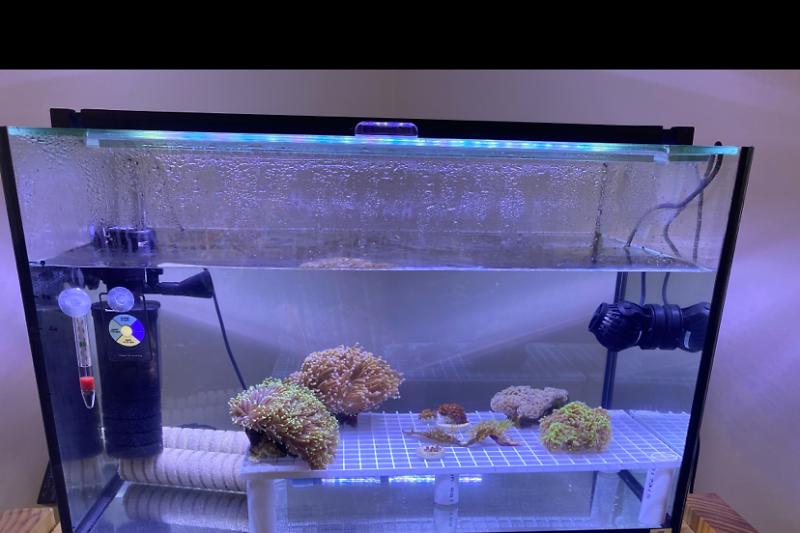 Coral Quarantine Thumbnail