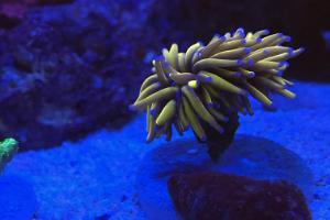 Euphyllia Glabrescens Gold Torch Thumbnail