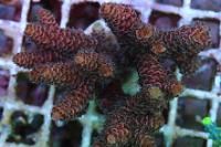 Acropora Thumbnail