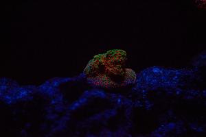 Reverse Sunset Montipora Thumbnail