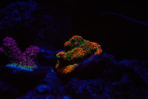 Sunset Montipora Thumbnail