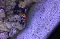 Barrier Reef Clownfish Thumbnail