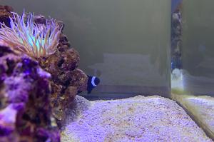 Reef Tank Thumbnail