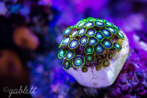 Toucan Zoas