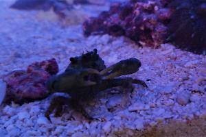 Emerald Crab Thumbnail