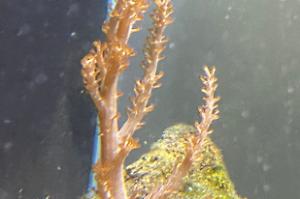 Soft Coral Thumbnail