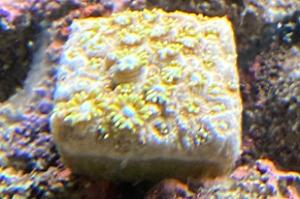 Soft Coral Thumbnail