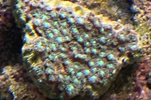 Soft Coral Thumbnail