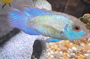 Electric Blue Acara Thumbnail