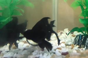 Black goldfish Thumbnail