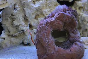 Cleaner Shrimp Thumbnail