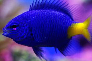 Yellowtail Damselfish / Chrysiptera parasema 655