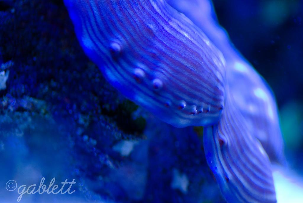 Squamosa Clam