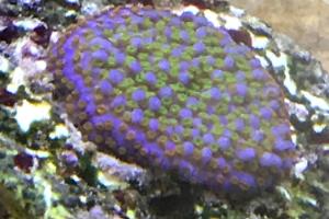 Rainbow montipora Thumbnail