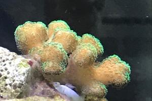 yellow pocillopora Thumbnail