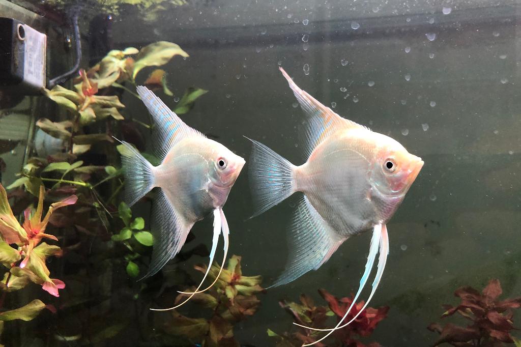 Platinum Angelfish / Pterophyllum sp var Platinum 22