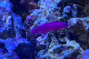 Orchid dottyback Thumbnail