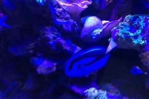 Blue Tang Thumbnail