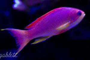 Lyretail Anthias