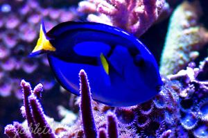 Hippo Tang