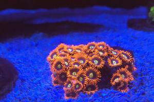 Fire and Ice Zoanthid Thumbnail