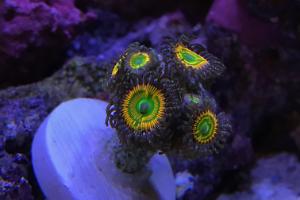 Sunny D Zoanthids Thumbnail