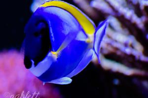 Powder Blue Tang