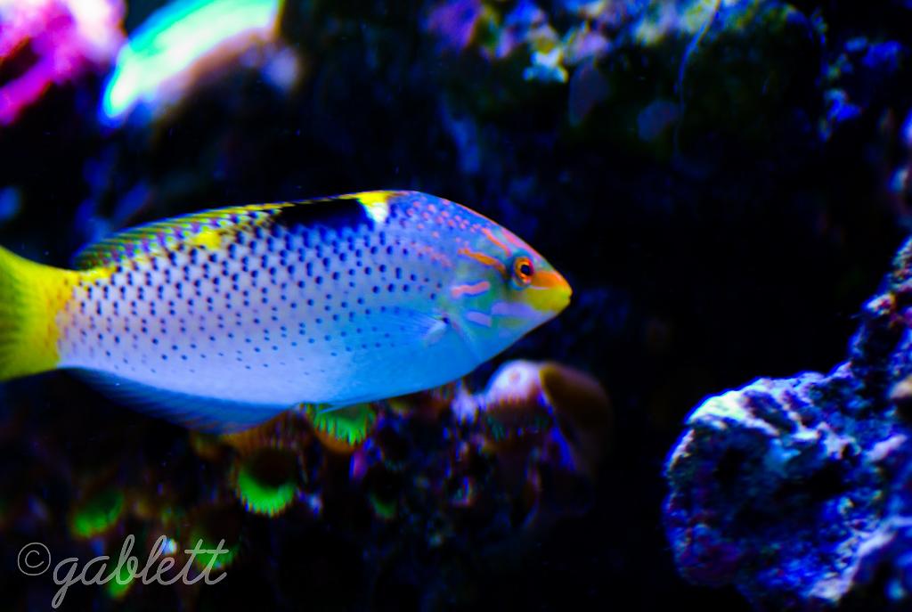 Checkerboard Wrasse