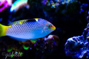 Checkerboard Wrasse