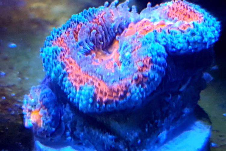 Acan lord