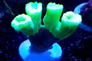 Candycane coral