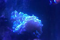 Green pink hammer coral Thumbnail