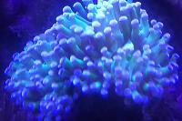 Torch coral frag Thumbnail