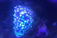 Torch coral Thumbnail