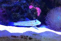 Gone Jan 22 Diamond Sand Shifting Goby Thumbnail