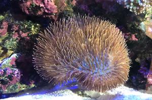 Green toodstool coral