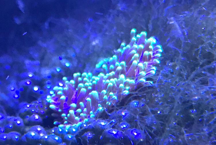 Green hairy mushroom frag