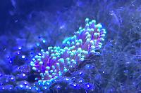 Green hairy mushroom frag Thumbnail