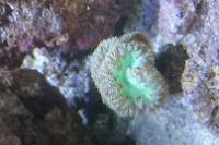 Donut Coral Neon Green Thumbnail