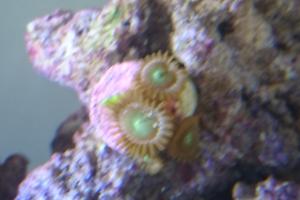 Green Bay Packer Zoanthid Thumbnail