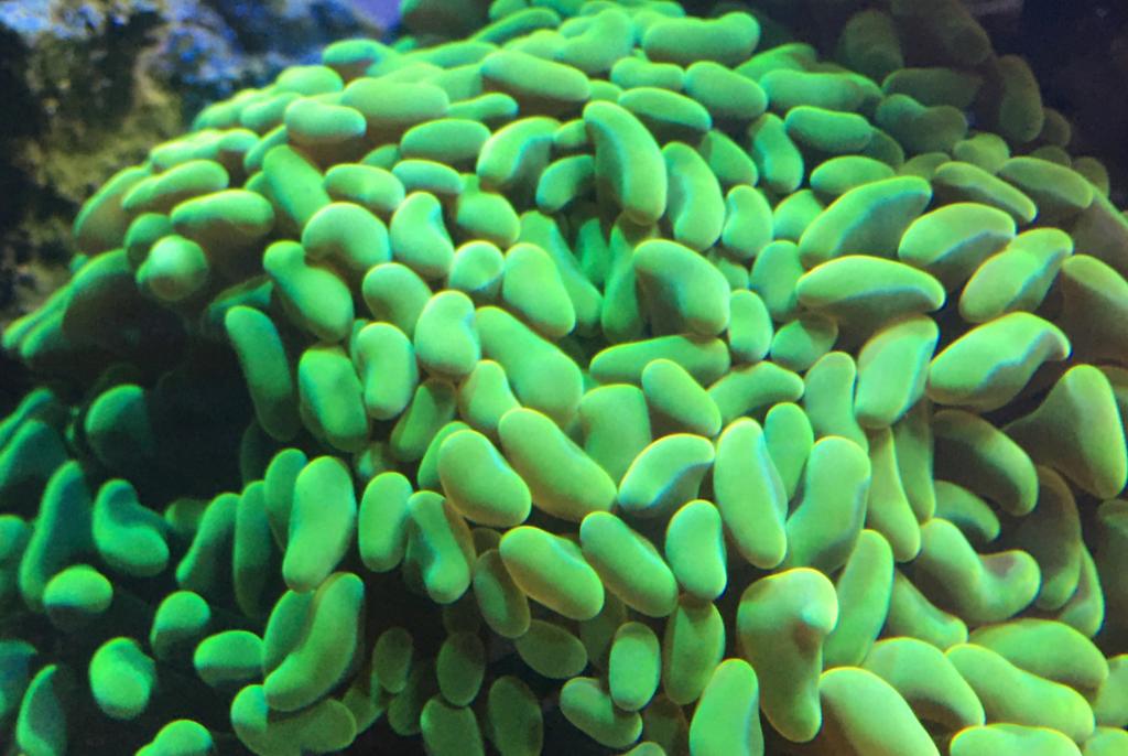 euphyllia hammer coral