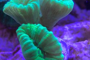 Green Candy Cane Coral Thumbnail