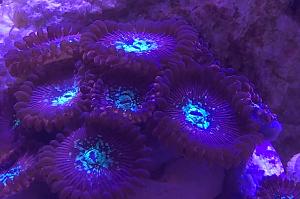 Magicians Zoanthid Thumbnail