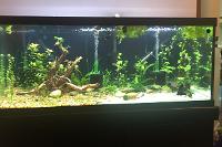 My 75 Gallon on Jun 14, 2020